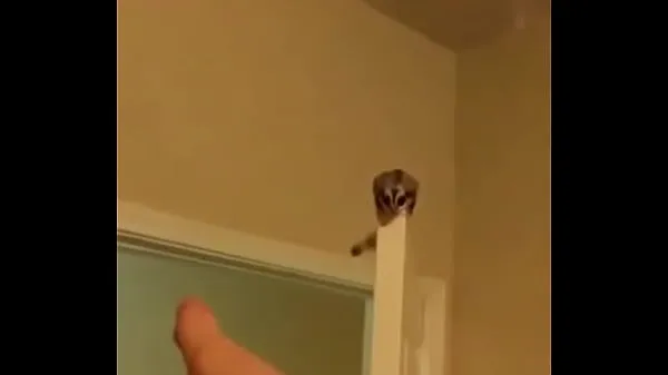 XXX 可爱的蜜袋鼯第一次试着滑翔的视频合集 Clip hàng đầu